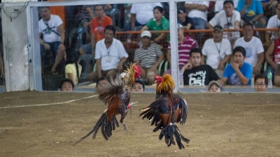 Cách chơi đá gà cựa dao Philippines hiệu quả nhất năm 2024
